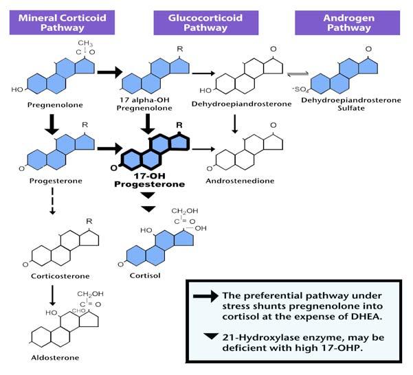 Continue s For: KOECHT, SANDRA P17-OH 17-OH Progesterone Normal Adults Optimal: 22- pg/ml Borderline: 1-1 pg/ml Elevated: >1 pg/ml Figure. Adrenal Steroid Synthesis Pathway Figure.