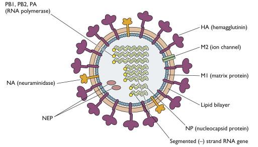 Influenza A Virus Racaniello V.