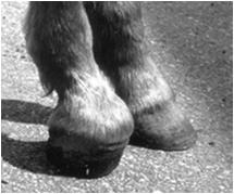Flexural Deformities: DIP Joint Contracture of DDFT, club foot Most develop between 4 weeks to 4 months Stage