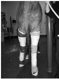 Acquired Flexural Deformities: Fetlock Joint Treatment: - Dietary