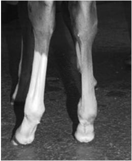 Angular Limb Deformities Varus Medial deviation VaLgus Lateral deviation Angular Limb Deformities Age: foals, usually quite