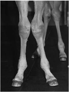 Most common deformities: carpal valgus, fetlock varus Angular Limb Deformities Need To Know Is a deformity present?