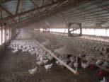 Broiler Litter in Tennessee Excretion by broilers* 12,000 tons nitrogen 8,000 tons phosphorus (as P 2 O 5 ) 8,000 tons potassium (as K 2 O) How many