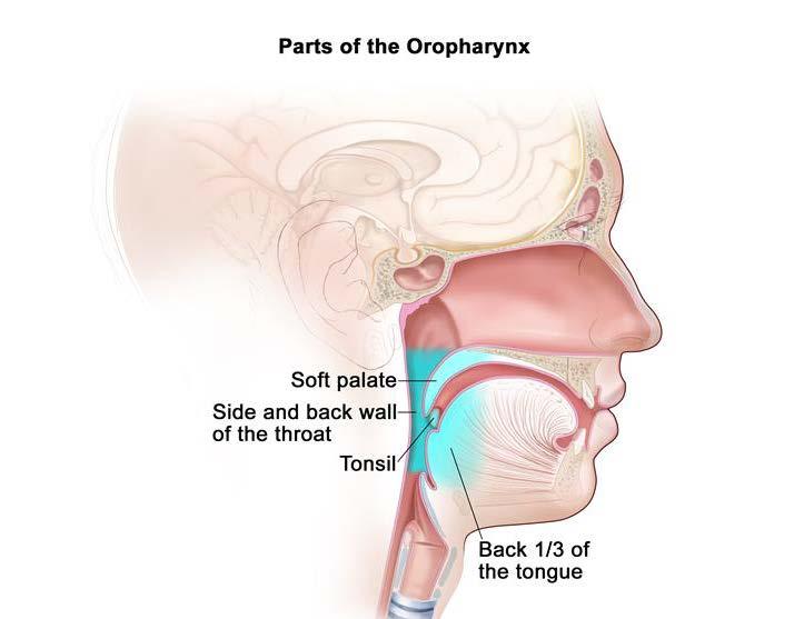 Oropharynx Anatomy Soft palate