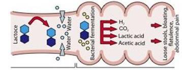 digestion of lactose Lactase is limited in humans Results in