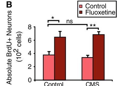 A depressive-like state (CMS) doesn t suppress neurogenesis Ablating neurogenesis does not cause a depressive-like state Ablating