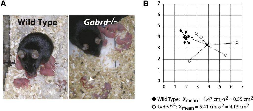 GABA A d receptor KO mice model