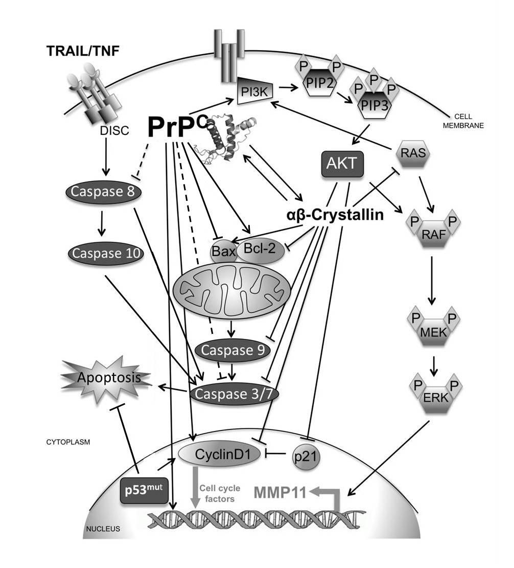 Figure 1. A schematic diagram showing the molecular interactions of the cellular prion protein (PrP).