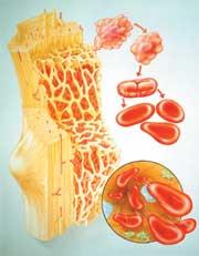 Bone marrow Red Myeloid tissue Distribution in child vs.
