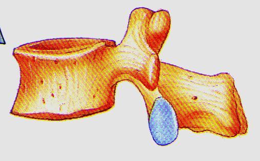 of skull, scapula, clavicle Irregular bones Varied