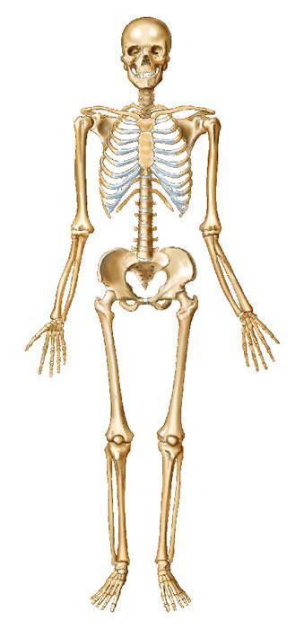 The skeleton consists of: Bones: special connective tissue, hard. Cartilage: special connective tissue, less hard than bones.