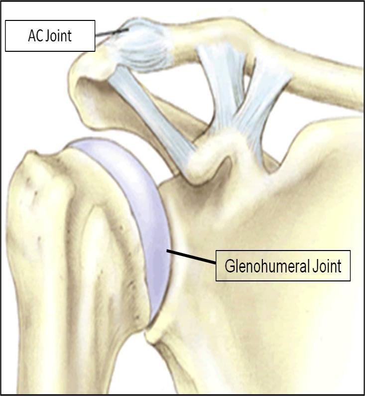 - Synovial ball and socket joint between the head of humerus and the glenoid cavity of scapula. - Supports a wide range of movements provided at the cost of skeletal stability.