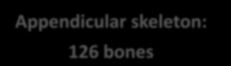 Appendicular skeleton: 126