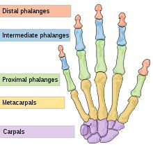 Carpals: 16 bones (each hand 8).