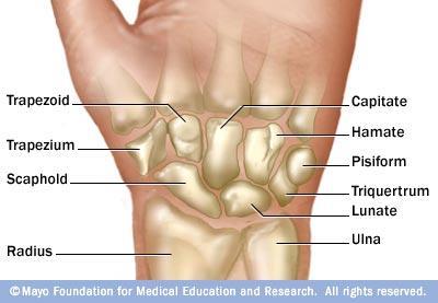From lateral to medial: Proximal row: scaphoid, lunate,