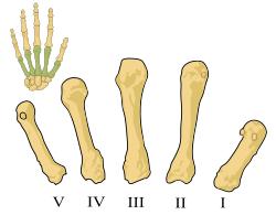 Numbered from 1 to 5, from lateral to medial.