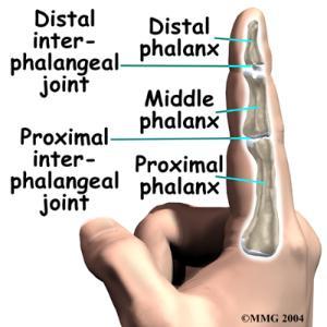 Two bones in the thumb (proximal and distal), and
