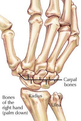 The ulna doesn t articulate with the carpal bones directly.