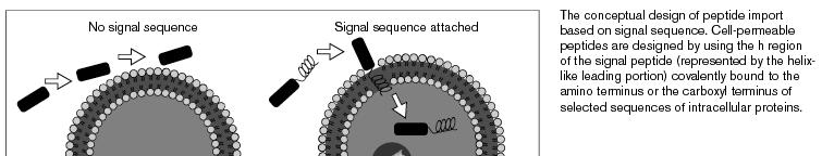 Hydrophobic sequences used by viruses to enter cells: (Hawiger, 1999)