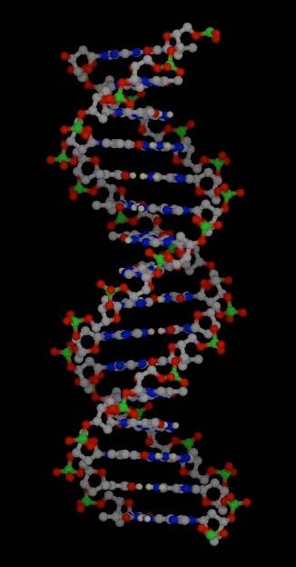 Genetics and ADHD Molecular Genetics Associations of ADHD with variations in certain genes Family & Twin studies: Higher incidence among 1 st and 2 nd degree relatives of affected individuals Parents