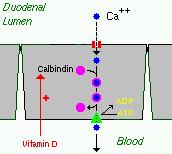 The vitamin D form, 1,25-dihydroxcholecalciferol [1,25(OH)2D3], - stimulates the synthesis of the epithelial calcium channels in the plasma membrane calcium pumps, and - induces the formation of the