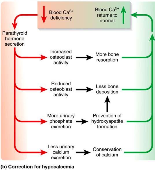 Blood Ca too high - Hypercalcemia: sluggish nervous system,