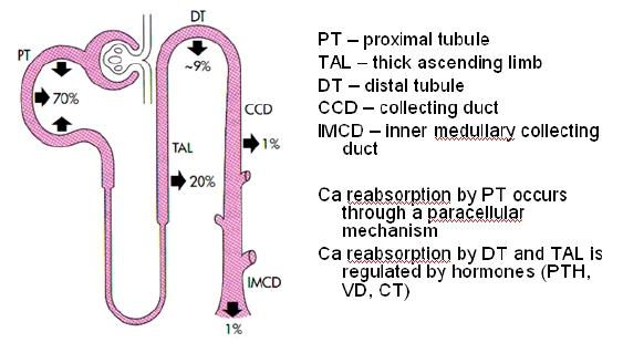 Major Organs Regulate Calcium & Phosphate Balance Intestinal tract the interface between Ca metabolism and the external environment Ca is absorbed by passive diffusion and active transpor.