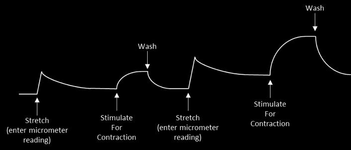 Once the contraction has been washed out, the next passive stretch is applied and the subsequent micrometer reading is entered in the DMT Normalization Module; click Add Point 19.