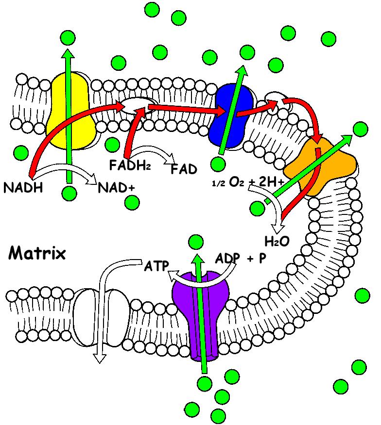 ELECTRON TRANSPORT & OXIDATIVE PHOSPHORYLATION Red = path of e- Green = H+ Complex 1 (yellow) NADH donates e- to complex 1 When complex 1 accepts e- must also accept H+ H+ released into intermembrane