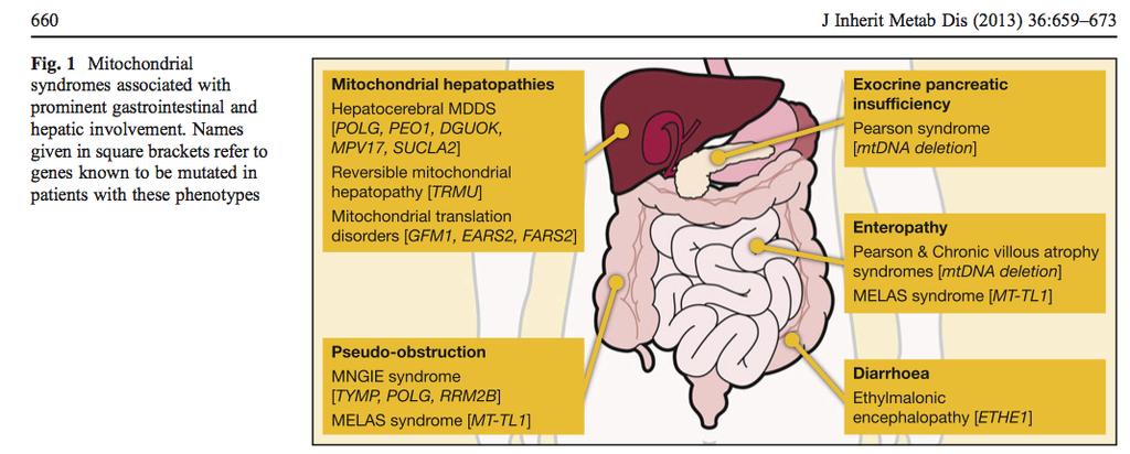 Rahman S. Gastrointestinal and hepatic manifestations of mitochondrial disorders.