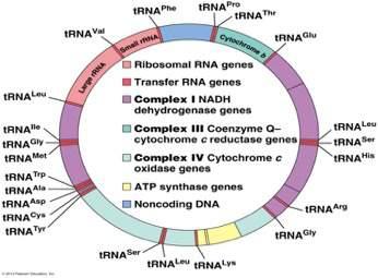 Overview of mtdna Unique mitochondrial genetics Maternal inheritance Double stranded circular DNA } 16,569 bp } Encodes 37 proteins: }