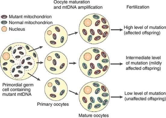 Overview of mtdna