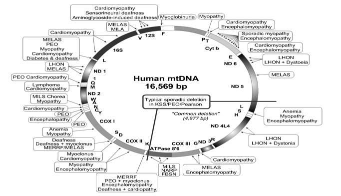 Overview of mtdna disease DiMauro S,