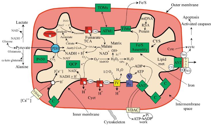 Overview: the mitochondria Modified from Wallace D.