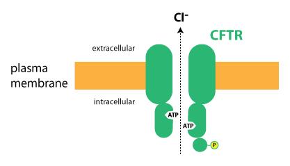 Epithelial chloride channel Regulates movement of Cl to