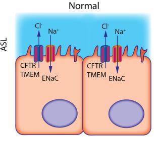 in the epithelium, there is a Cl