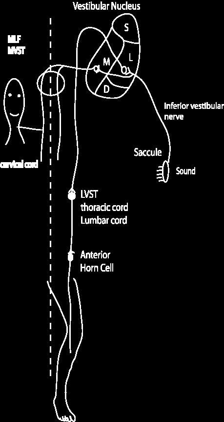 Vestibular Evoked Myogenic Potentials (VEMP s ) ( Clicks or tones presented to the ear stimulate Saccule, Inferior vestibular nerve, Vestibular nucleus, Medial