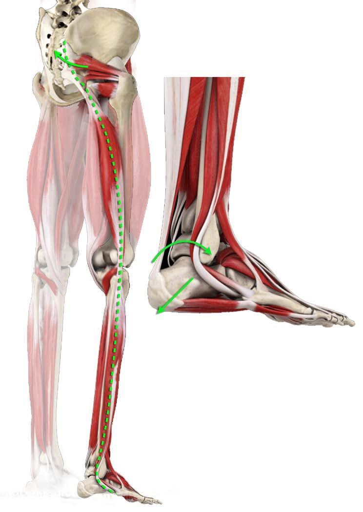 The Significance of the Piriformis and Its Connection to the Outer Heel Weight on the outer heel
