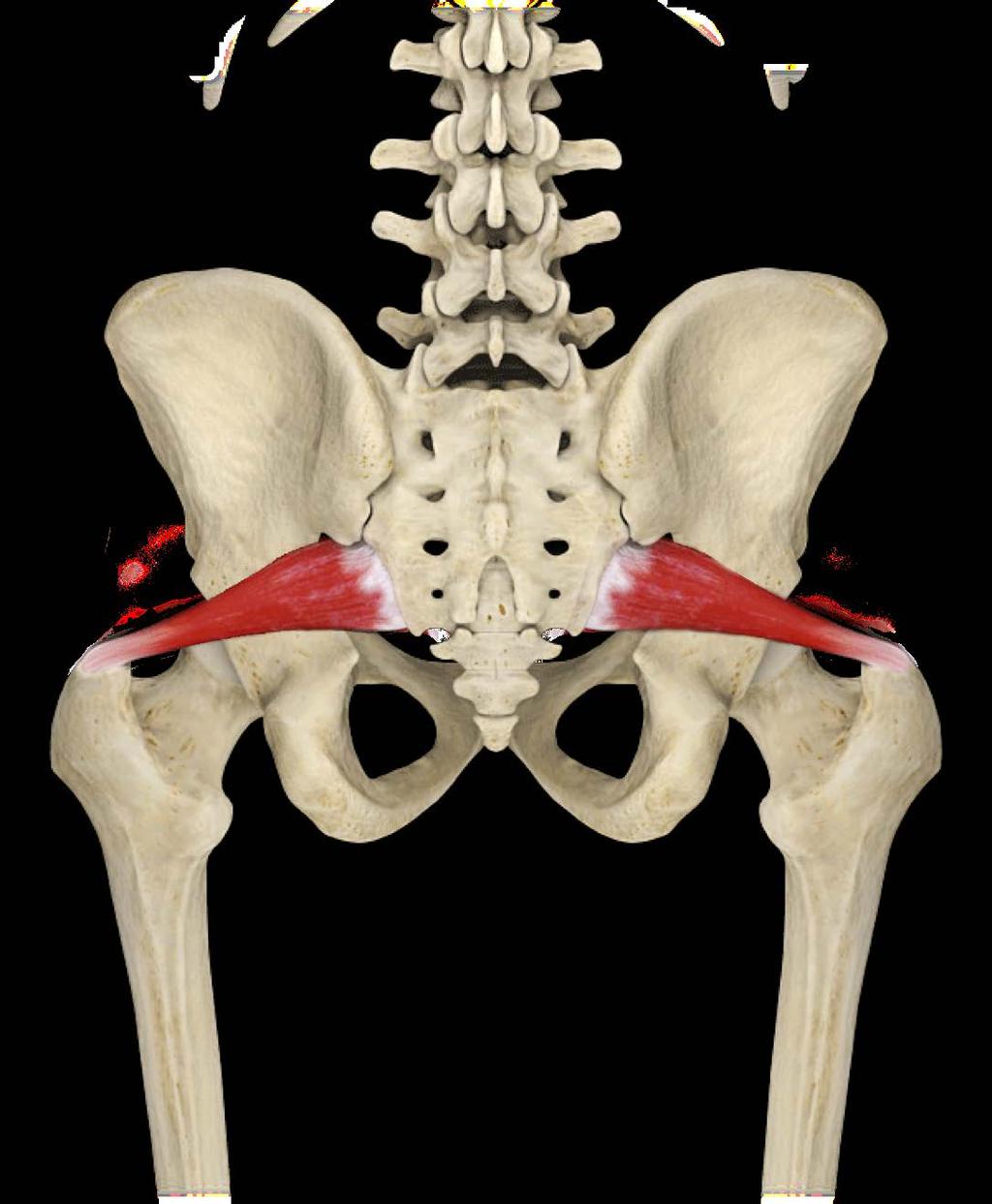 with balance) to the outer shin, knee and outer hamstring ultimately activating the piriformis to