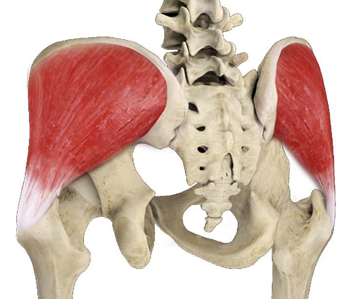 gluteus medias, which keeps the pelvis level when balancing on one