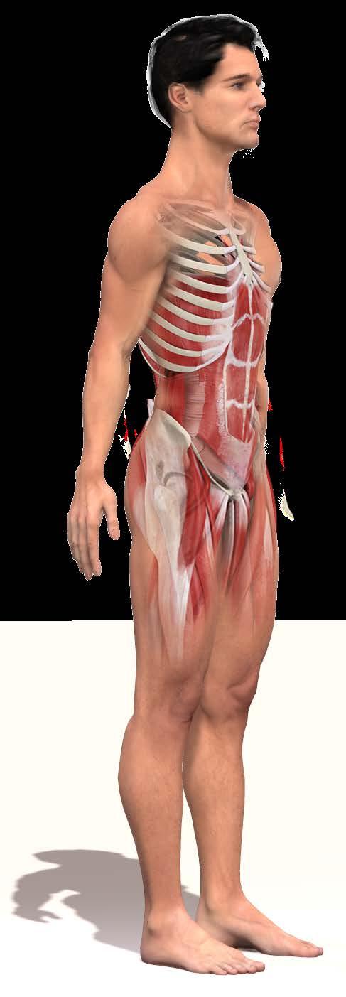 The Relationship Between Movement Muscles Surrounding the Core: The Lower Cross The Lower Crossed Syndrome describes the most common relationship between the movement muscles surrounding the core in
