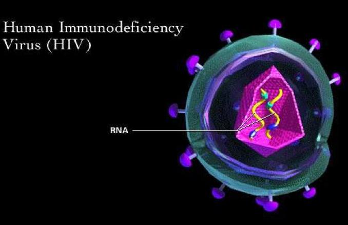 HUMAN IMMUNODEFICIENCE VIRUS HIV TRASMISSION: Exposure to one of the above bodily fluids: Blood Breast