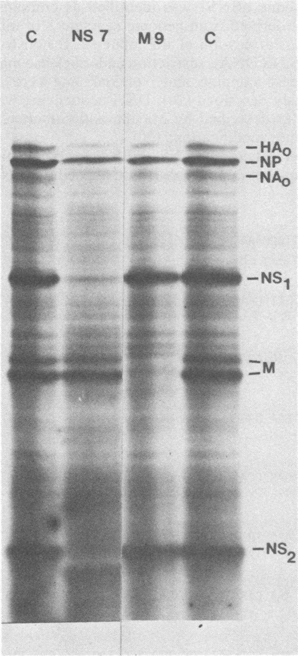 VOL. 42, 1982 SEQUENCE OF INFLUENZA B RNA SEGMENT 8 187 C NS 7 M9 C _... ~ ~ _ ~~~ -HAo _-wuw-_ 00-4_ -NP F *-^ Hinf I BnH -NAo -NS2 Pst'I Avail Hinf 31 Dde I BmAvall HpalIDd C. + I + 32P]ATP at 0.