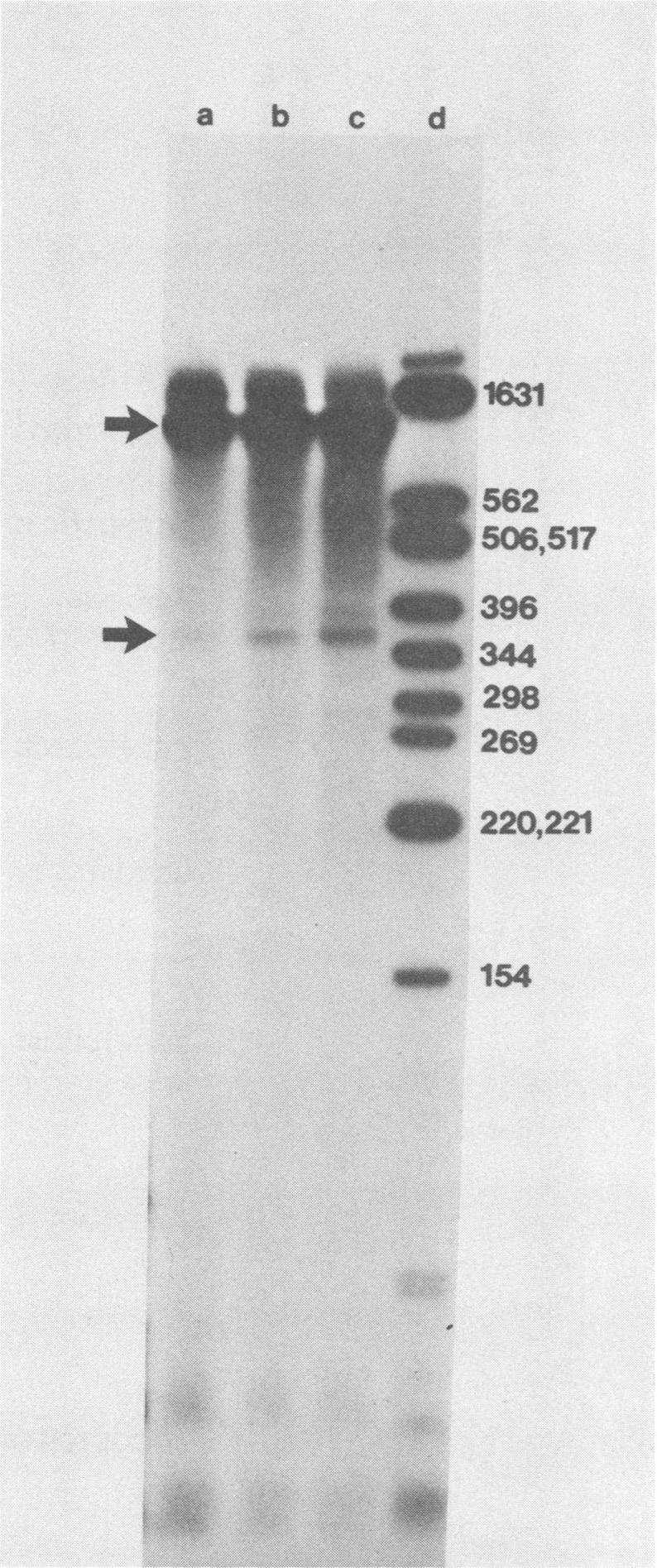 VOL. 42, 1982 SEQUENCE OF INFLUENZA B RNA SEGMENT 8 189 a b c d +163~~~~163 4. ~ 439 562.;.w 506,517 :-!.L 396 298 269 4fl 220,221-154 FIG. 4. Analysis of the influenza B virus NS1 and NS2 mrnas by the S1 nuclease technique.