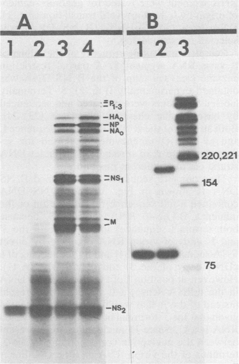 S1 nucleaseresistant single-stranded DNA fragments were analyzed on a 4% polyacrylamide gel containing 9 M urea after alkali denaturation.