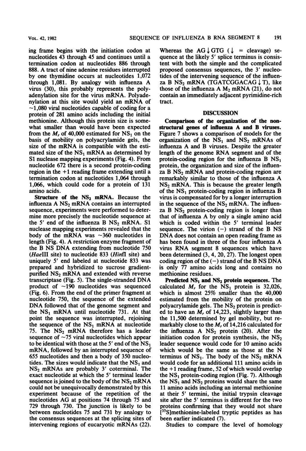 VOL. 42, 1982 SEQUENCE OF INFLUENZA B RNA SEGMENT 8 191 ing frame begins with the initiation codon at nucleotides 43 through 45 and continues until a termination codon at nucleotides 886 through 888.