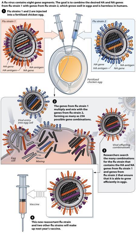 Genetic Reassortment If a single host (a human, a chicken, or other animal) is infected by two or more different strains of the influenza virus, then it is possible that new assembled viral