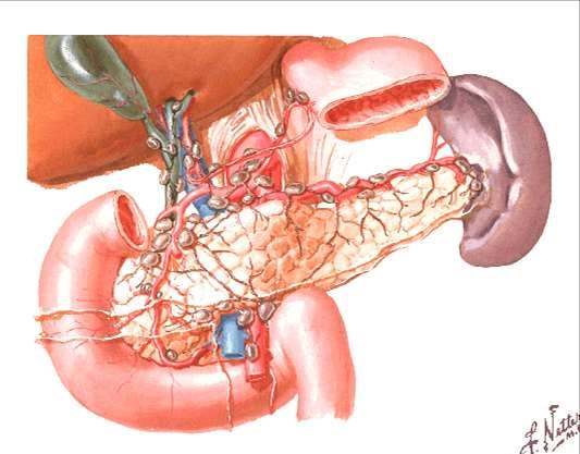 Lymphatics drain into a series of LN along courses of arteries supplying duodenum &
