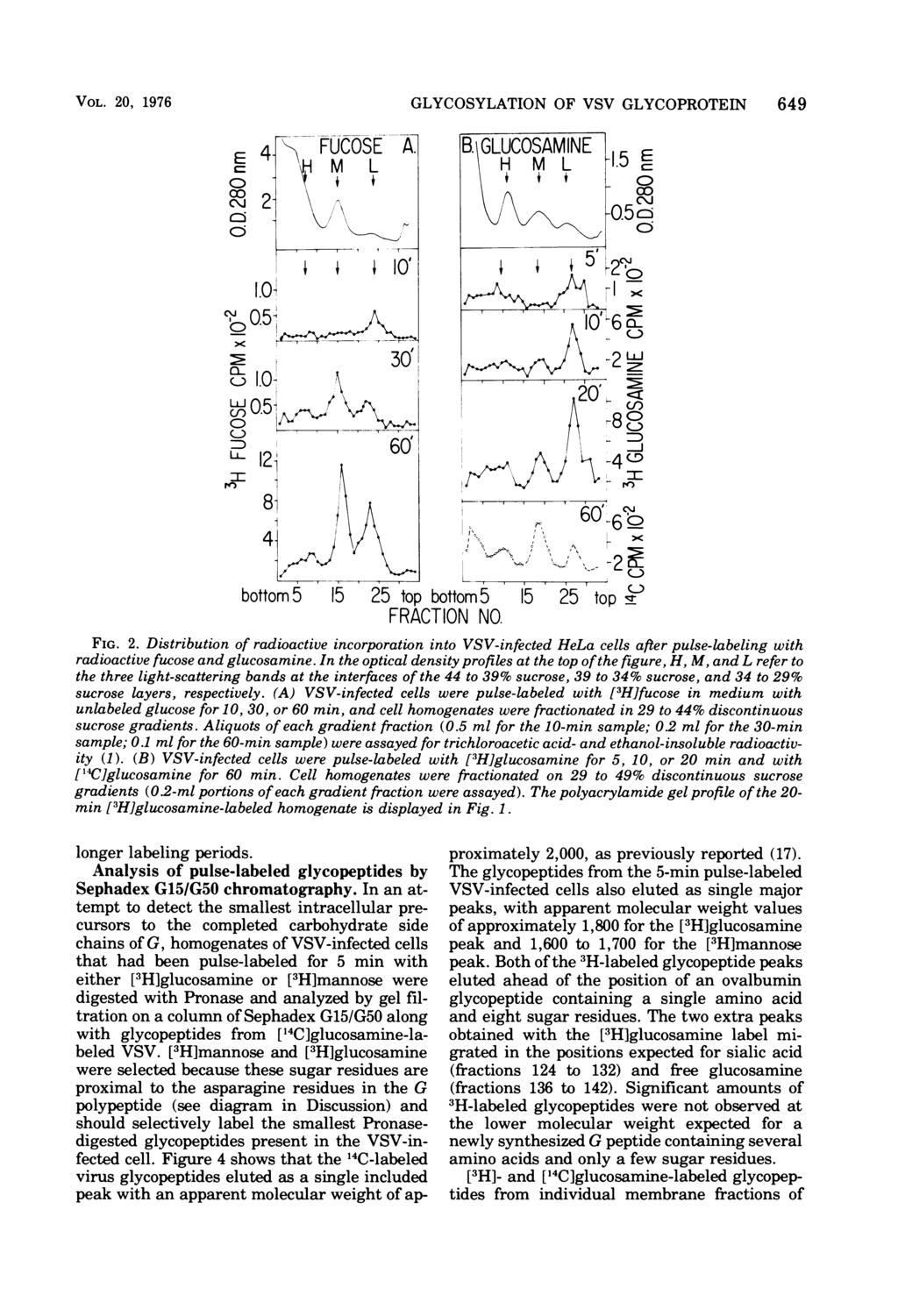 VOL. 20, 1976 E CD 00 co C\J 0 4- f FUCOSE A. H M L i i 2-0.51 GLYCOSYLATION OF VSV GLYCOPROTEIN 649 B. GLUCOSAMINE H M L i -1.5 E co -05ci j 5 2"-2zo (1-) (CL 1.0< 30 -v u-, 0.