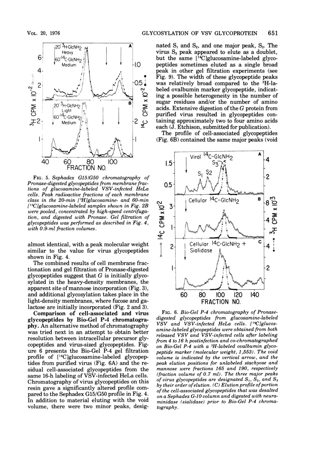 VOL. 20, 1976 60 80 FIG. 5. Sephadex G151G50 chromatography of Pronase-digested glycopeptides from membrane fractions of glucosamine-labeled VSV-infected HeLa cells.
